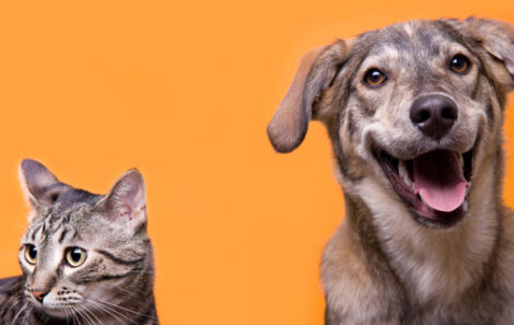 Pets and Disasters: Plan Ahead Image